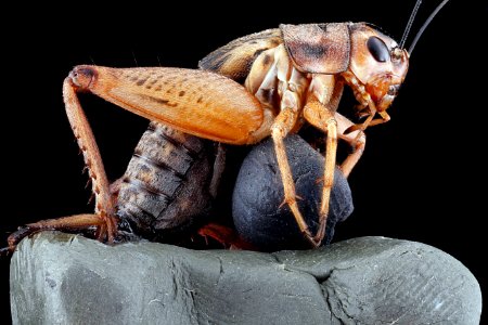 Velarifictorus micado,-side 2012-07-09-18.36.02-ZS-PMax photo