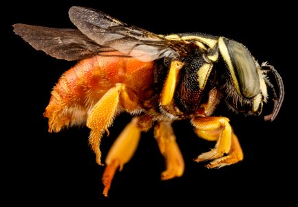 bee19992 anthid red, m, kenya, side 2014-08-09-15.11.14 ZS PMax