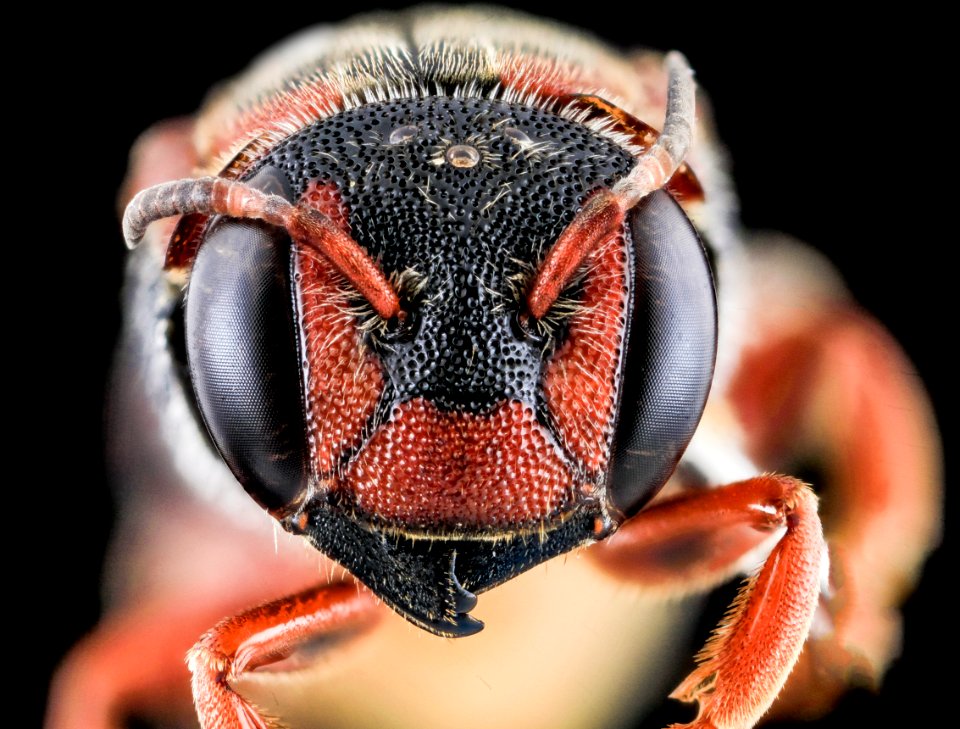 Dianthidium floridiense, Female, Face, Florida, Broward County 2013-11-15-18.00.56 ZS PMax