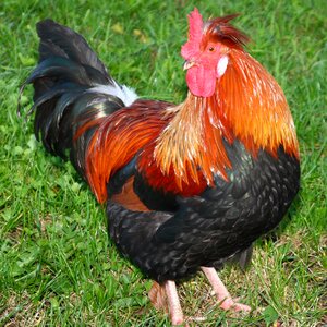 Hen gockel poultry
