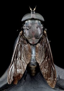 Horse fly, U, Back, MD 2013-08-22-12.57.46 ZS PMax photo