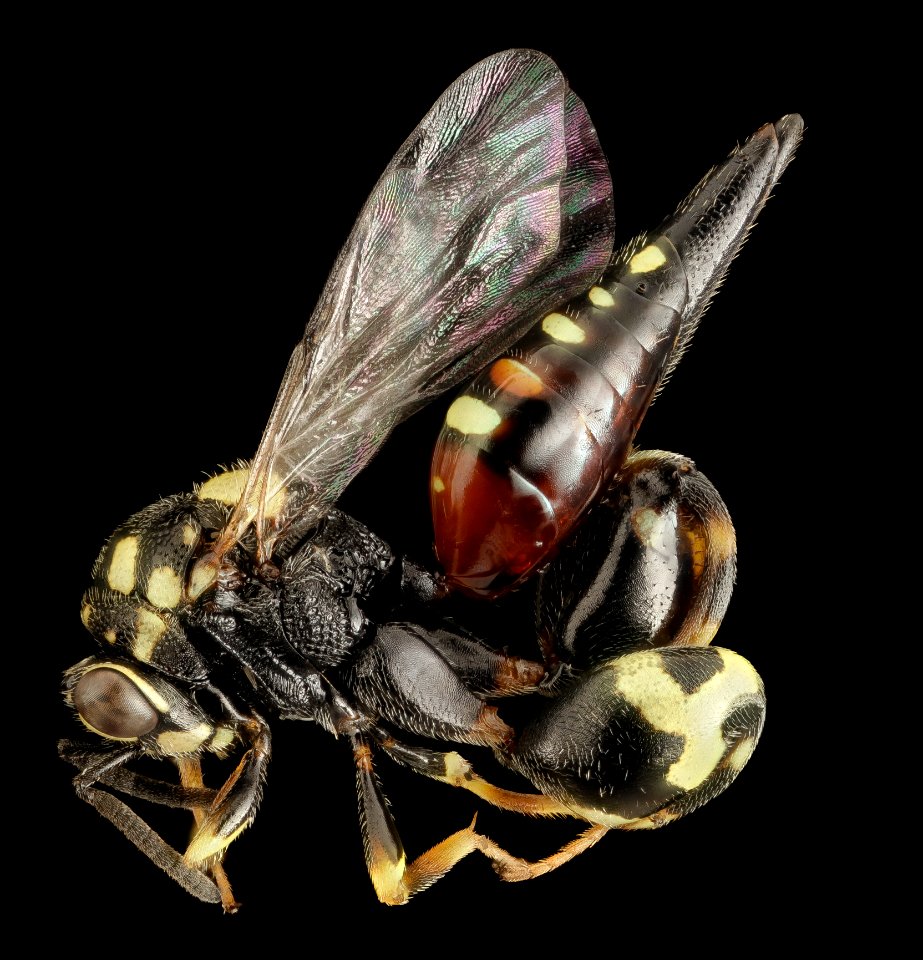 Conura dema?, U, Maryland, side 2015-07-10-16.46.28 ZS PMax UDR