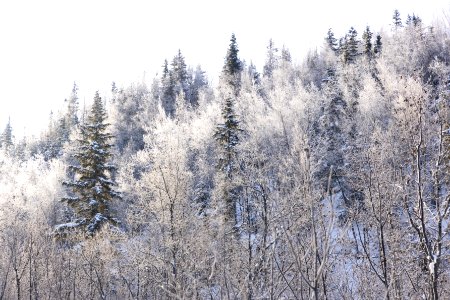Hoar frost catches the morning light in the boreal forest.