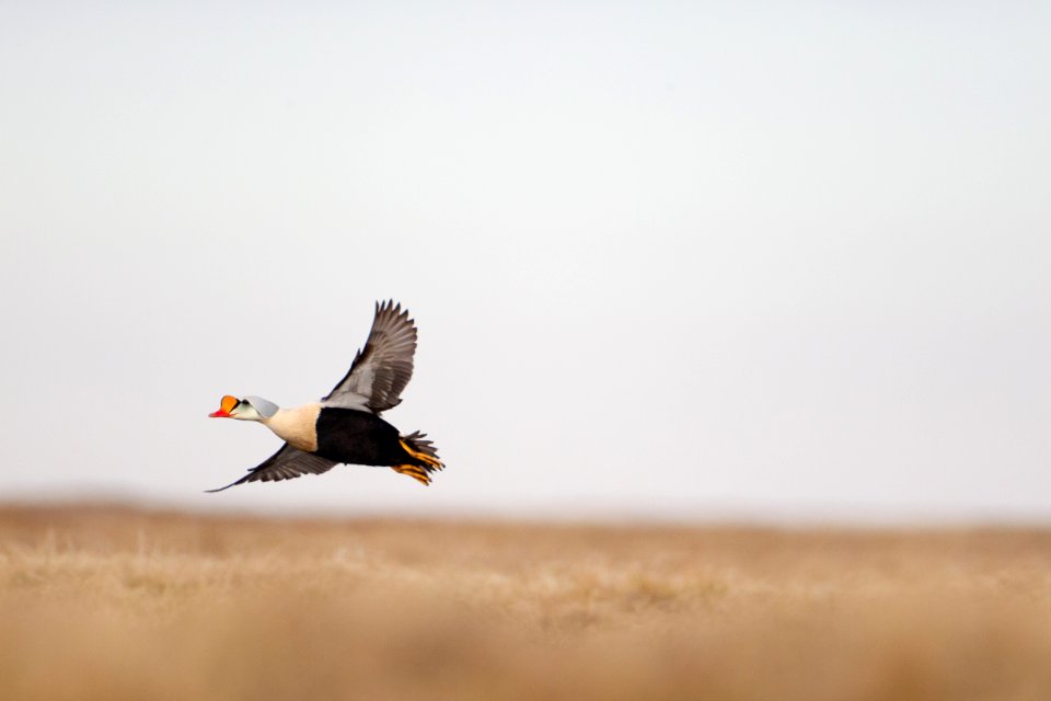 King eider flying over tundra
