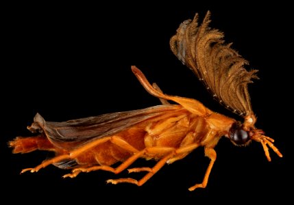 Phengodes species, U, Right, U 2013-07-18-15.54.20 ZS PMax photo