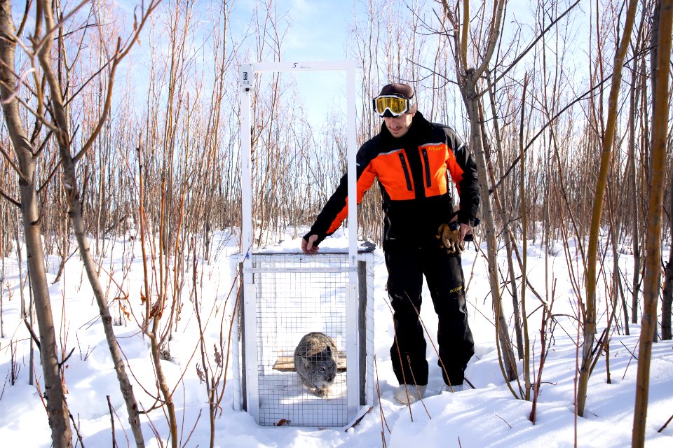 Lynx Project At Yukon Flats National Wildlife Refuge