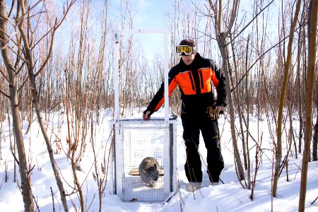 Lynx Project At Yukon Flats National Wildlife Refuge