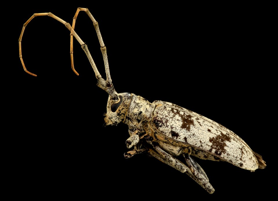 cerambycid, u, side, md, pg county 2014-06-18-17.13.15 ZS PMax
