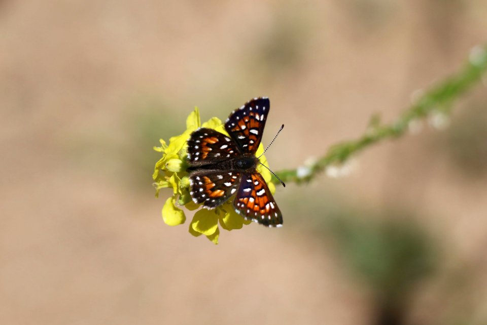 Metal mark butterfly