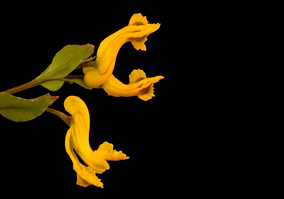 Corydalis flavula, 2, Yellow Corydalis, Howard County, Md,  2018-05-17-15.54
