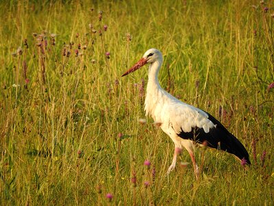 Bird white stork rattle stork