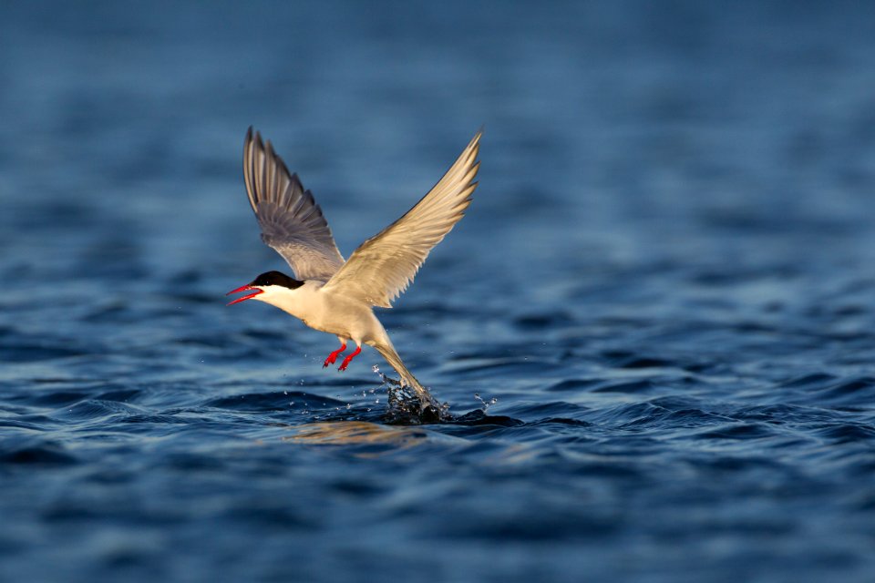 Arctic tern foraging