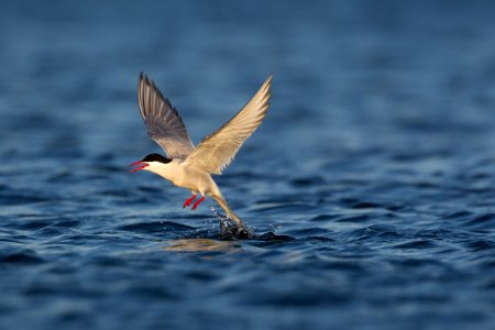 Arctic tern foraging photo