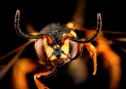 Nomada graenicheri, face, f, Ritchie, WV 2019-10-21-15.57.45 ZS PMax UDR