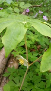 Mayapple