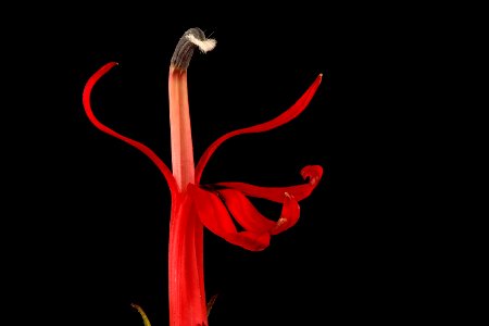 Lobelia cardinalis 3, Cardinal Flower, Howard County, MD 2017-09-13-16.30