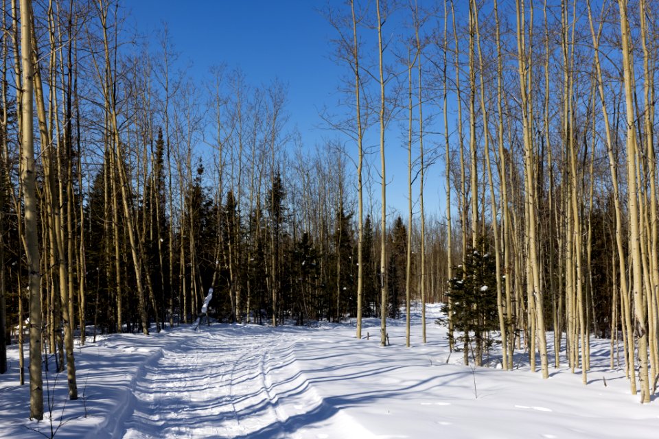 Cross country ski trail