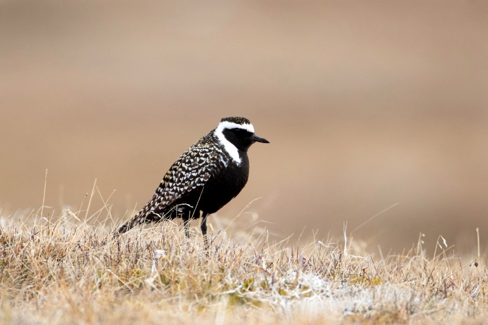 Black-bellied plover
