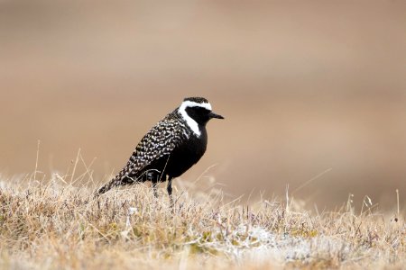 Black-bellied plover photo