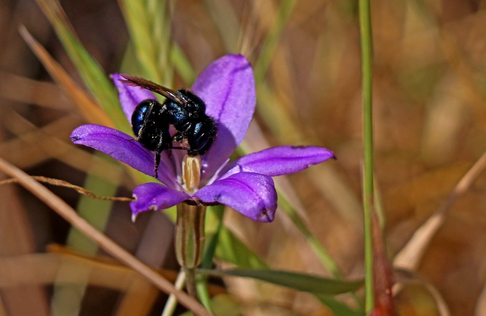 Mason bee on thread-leaved brodiaea plant.