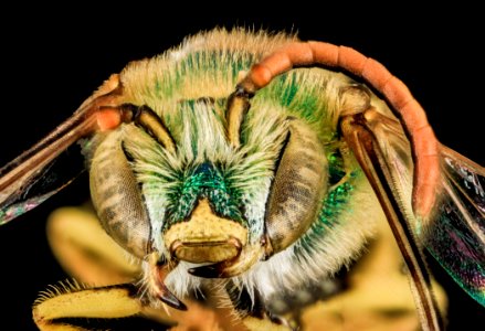 Agapostemon virescens, M, face, Mesa Co,. Colorado 2014-01-08-14.46.52 ZS PMax