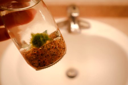 Decorative Moss Balls