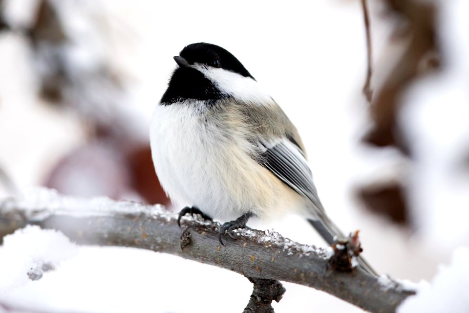 Black-capped chickadee