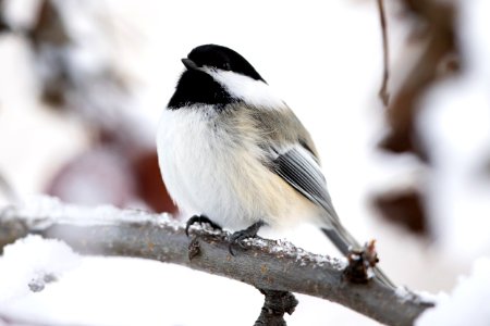 Black-capped chickadee photo