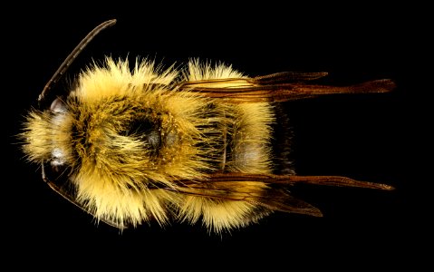 Bombus vagans, m, back, Centre Co., PA 2017-03-09-12.41