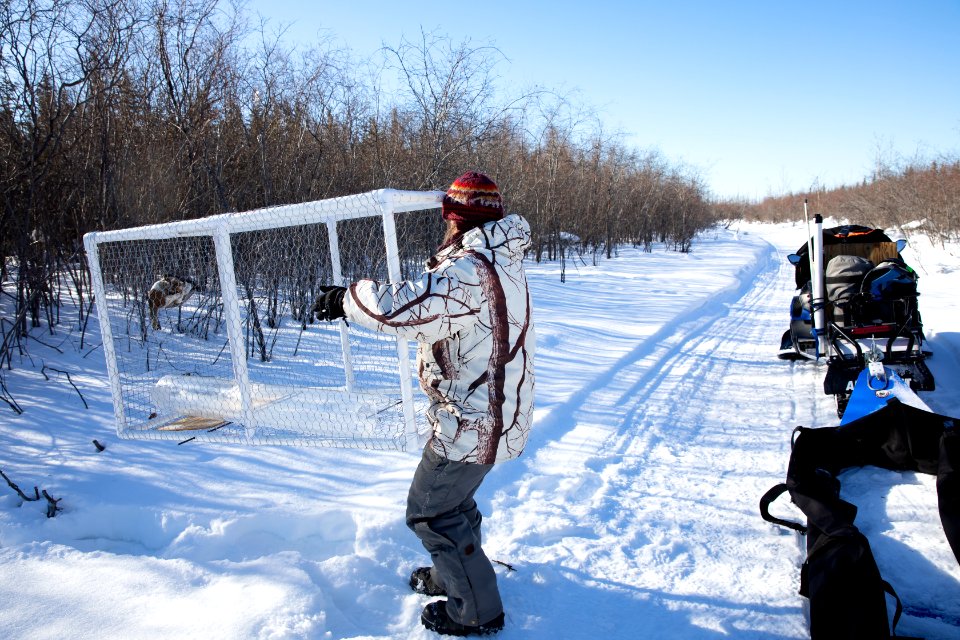 Lynx Project At Yukon Flats National Wildlife Refuge