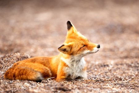 Red fox at Izembek Lagoon