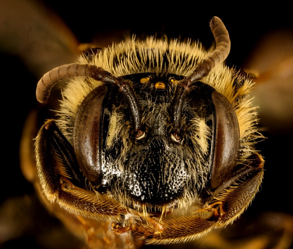 Andrena spiraeana, f, face, Prince George's Co, MD 2016-03-22-10.53