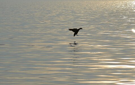 Lake constance animal world lake photo