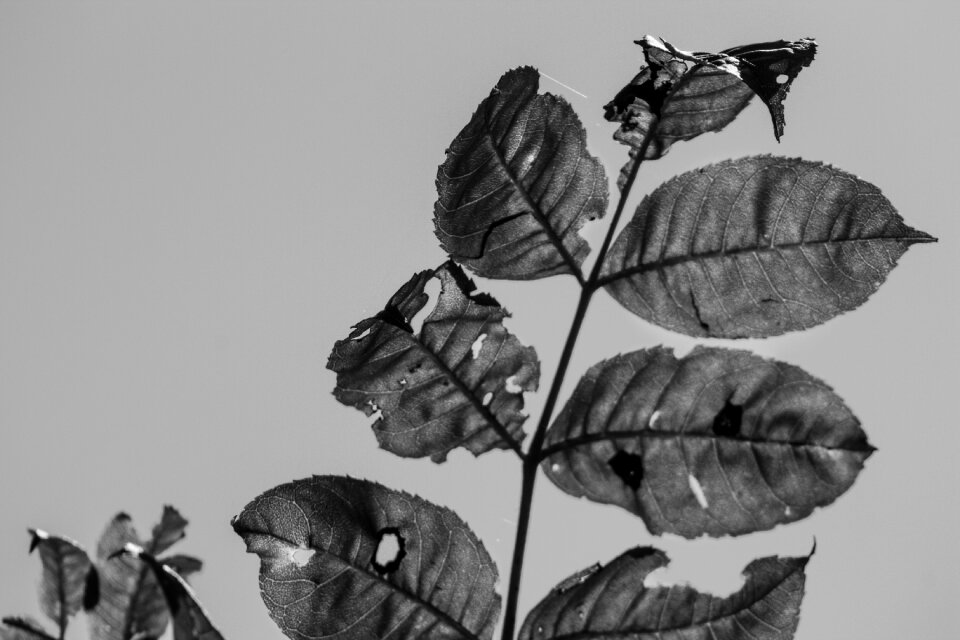 Sky leaf veins nature