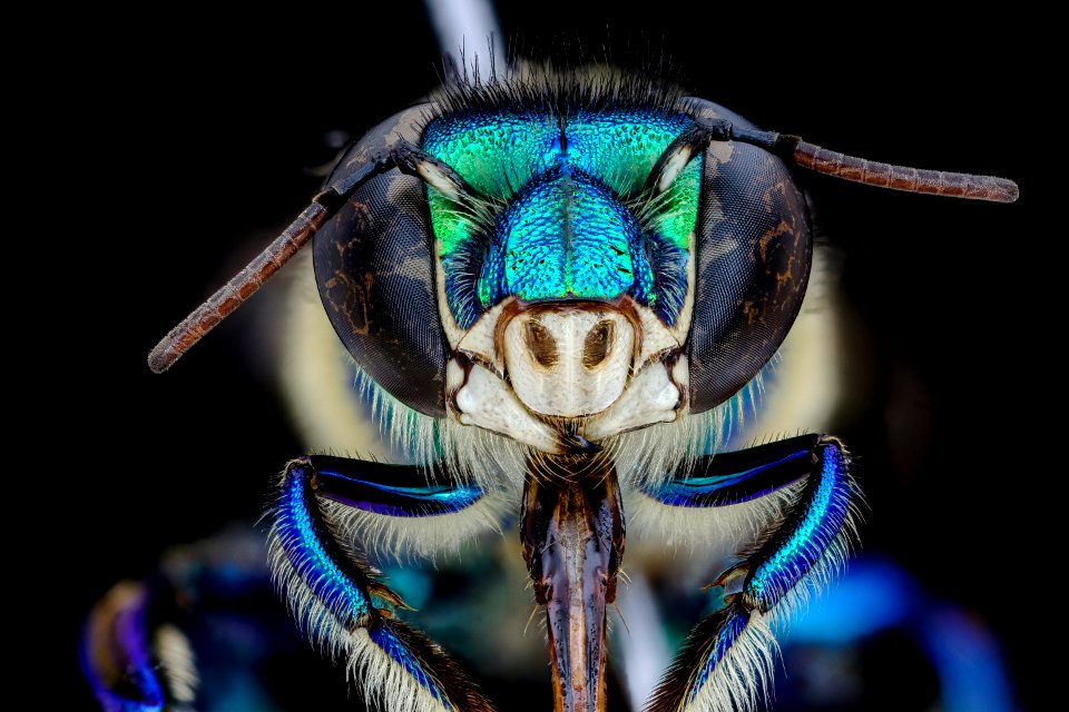 Euglossa imperialis, male, face, coasta rica 2020-09-30-17.55.37 ZS PMax UDR