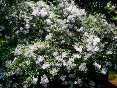 Littleleaf lilac (Syringa sp.)