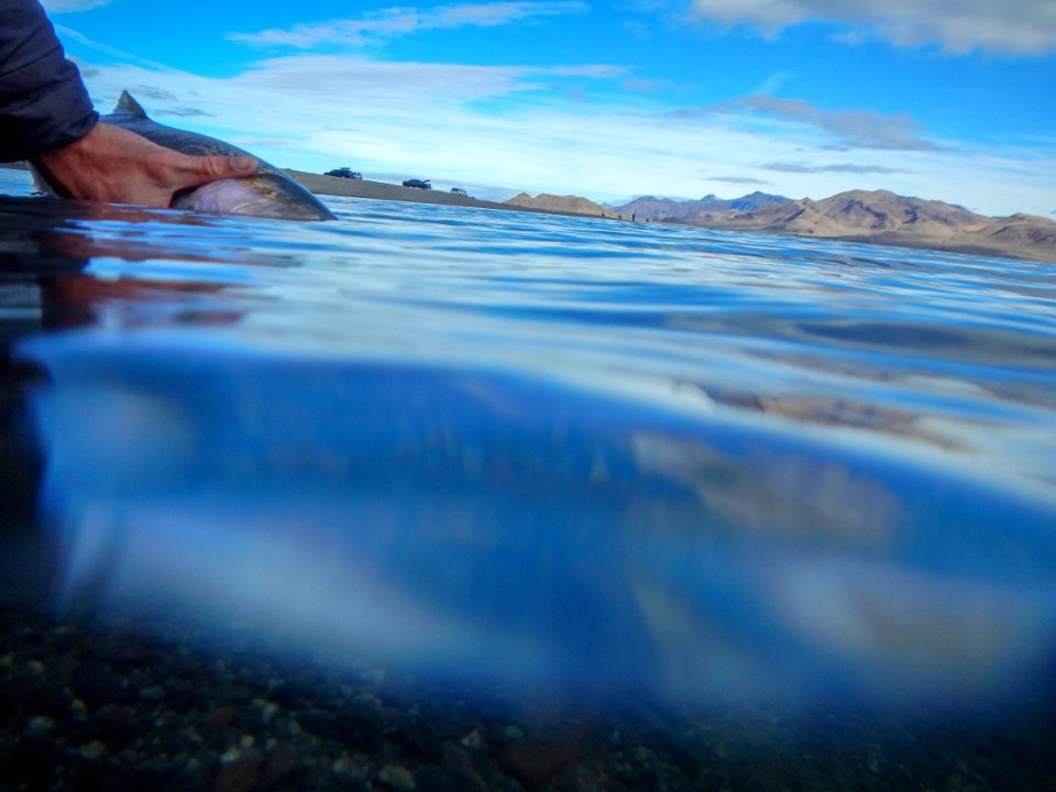 Catch & release: Lahontan cutthroat trout at Pyramid Lake