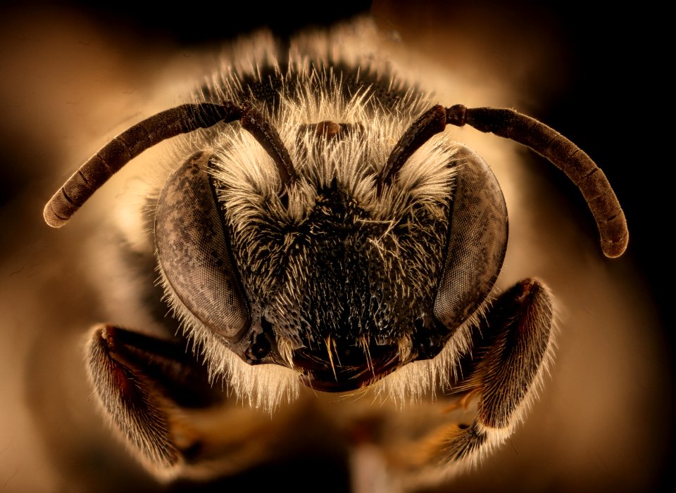 Colletes robertsonii, f, face, Hooker Co., Nebraska 2018-06-25-16.14