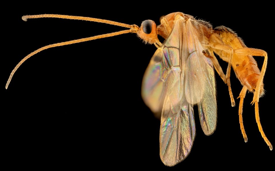 Braconid wasp,U,side,Md, Prince Georges County 2014-04-11-10.56.54 ZS PMax photo