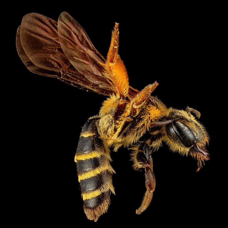 Andrena fulvipennis, F, Side, MD 2013-07-18-15.27.08 ZS PMax