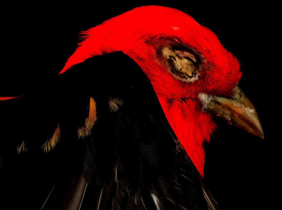 Scarlet tanager, head 2014-04-21-14.14.30 ZS PMax
