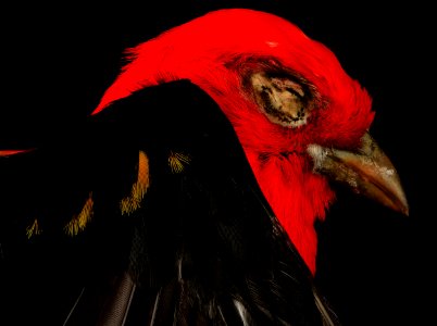 Scarlet tanager, head 2014-04-21-14.14.30 ZS PMax photo