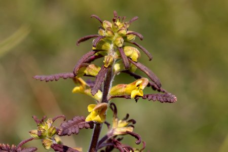 Labrador lousewort photo