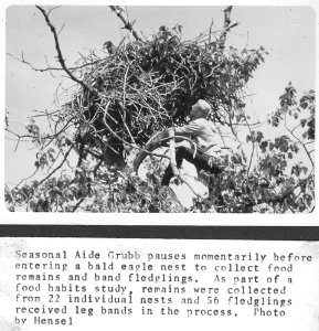 Eagle nest research in 1967 photo