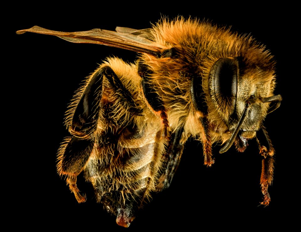 Apis mellifera, F, Side, MD, Granite, marian 2014-01-26-11.36.20 ZS PMax