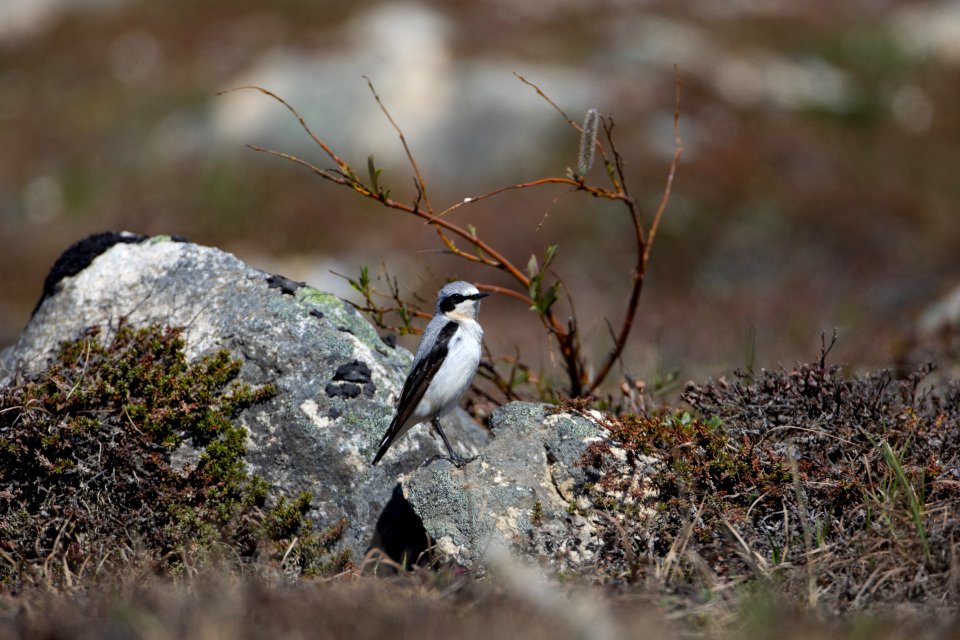 Northern wheatear