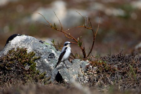 Northern wheatear photo