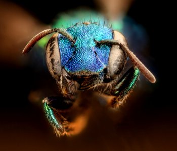 Osmia kincaidii, face, f, Mariposa CA 2017-07-27-18.28