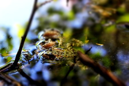 Mountain yellow-legged frogs after release