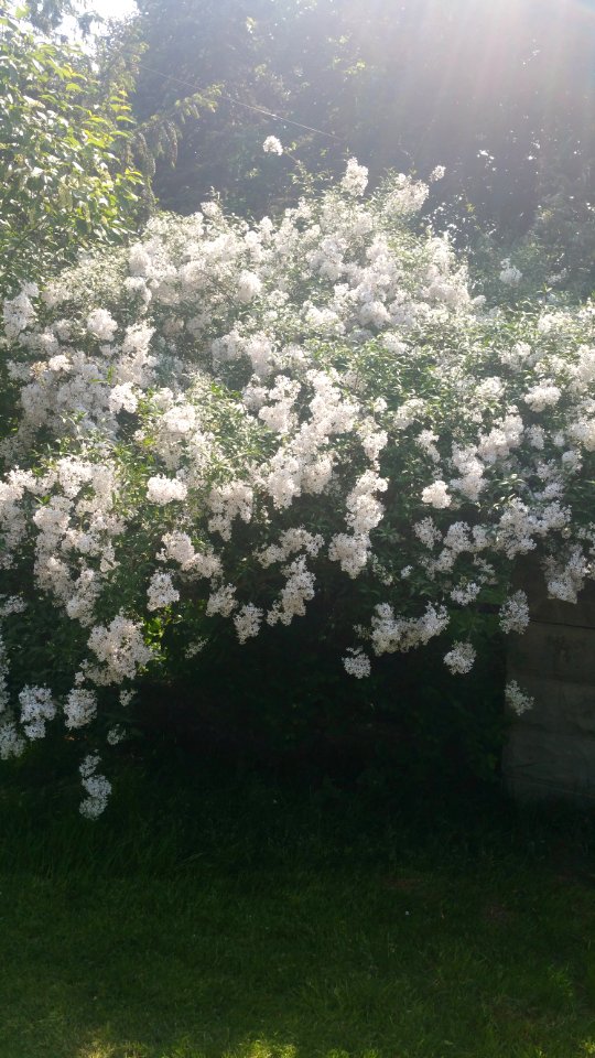 Little leaf lilac